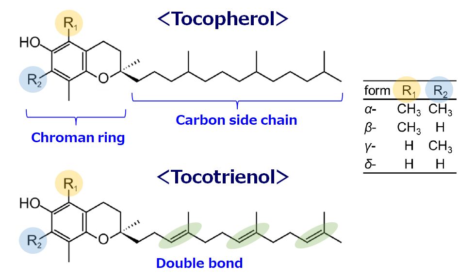 vitamin e structure